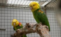 双黄头亚马逊鹦鹉的简介 双黄头亚马逊鹦鹉的产地