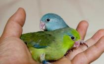 太平洋鹦鹉有什么喂养要点？