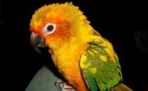 太阳锥尾鹦鹉的简介 太阳锥尾鹦鹉的产地