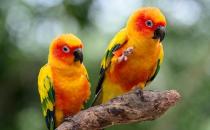 太阳锥尾鹦鹉的饲养方法 太阳锥尾鹦鹉的价格