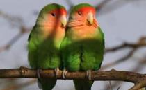 桃面爱情鸟怎么分公母？桃面爱情鸟的价格