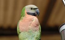 ​小绯胸鹦鹉的简介 小绯胸鹦鹉的生活习性