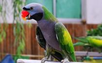 小绯胸鹦鹉应该如何饲养？