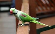 亚历山大鹦鹉的简介 亚历山大鹦鹉的产地