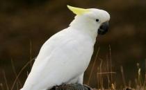 雨伞凤头鹦鹉应该如何饲养？