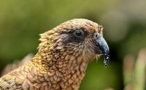 啄羊鹦鹉是怎样的？啄羊鹦鹉如何繁殖？