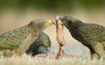 ​啄羊鹦鹉应该如何饲养？