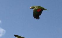 ​紫冠亚马逊鹦鹉的简介 紫冠亚马逊鹦鹉的产地