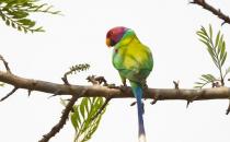 紫红头鹦鹉的简介 紫红头鹦鹉的价格