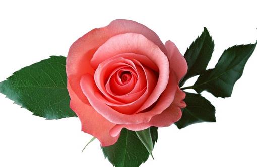 丝瓜玫瑰是祛斑美容高手