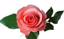 丝瓜玫瑰是祛斑美容高手