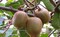 猕猴桃祛斑 女性美容圣果