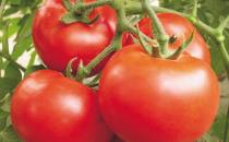西红柿可以降血压 细数西红柿的功效与禁忌