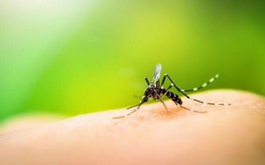 被蚊虫叮咬了怎么消肿?