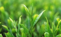 茶叶也能美容啦 美白祛斑样样行