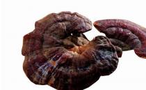 灵芝验方防癌祛病