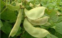 扁豆食疗清热祛湿