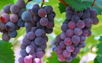 女性补血甚是关键 6类食物是补血佳品推荐