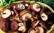 菇类5食谱 防癌抗癌效果绝佳