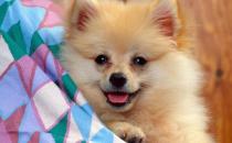 这样抚摸狗狗增加你们的信任