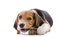 狗狗的常见行为解读