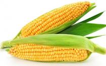 吃什么可以提高记忆力？