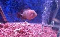 家里养鱼应该多久换一次水？