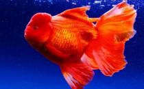 家中养鱼需要常备什么药？