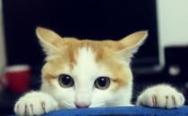 生活无趣？来学习养好一只猫咪吧！