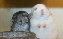 如何选择龙猫？养龙猫的方法