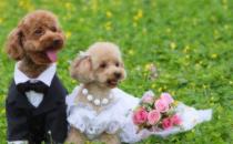 狗狗疫苗与驱虫的方法和时间