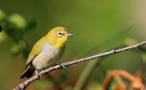 教你如何选一只健康的绣眼鸟