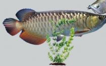 银龙鱼的家庭养殖方法