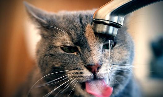 猫在什么时候可以阉割去势？（猫什么时候可以阉掉） 动物百科