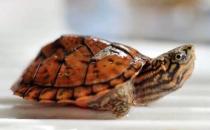 稚龟和幼龟的饲养方法