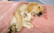 自制狗狗咬胶类狗粮的方法