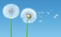 6种最佳烹饪蒲公英的方法