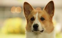 给狗狗梳毛的技巧 狗狗梳毛的好处