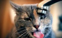 猫在什么时候可以阉割去势？