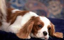 狗狗每日需要哪些营养元素？