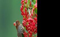 教你如何挑选一只健康的画眉鸟