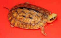 乌龟的生活习性 乌龟的寿命