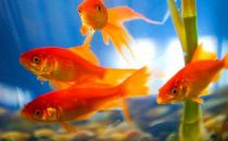 养金鱼保持水质的方法