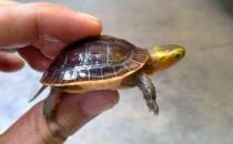 幼龟过冬要注意的事项