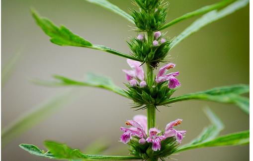 4食疗救女人痛经