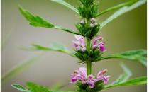 4食疗救女人痛经