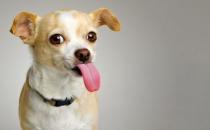 想养狗狗吗？新手养狗的具体攻略