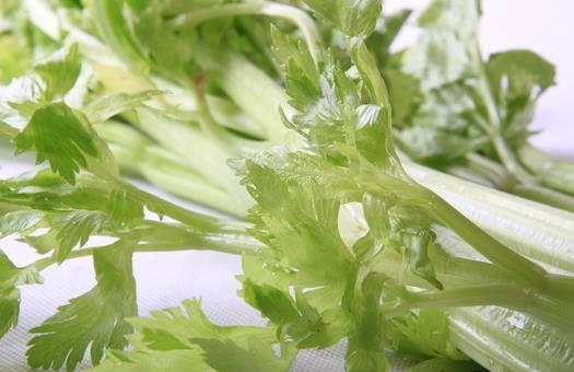 芹菜也分种类 芹菜有哪些药效？