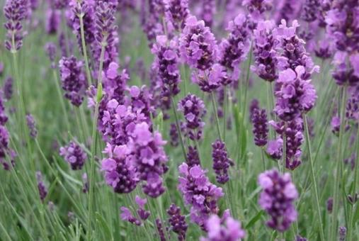 薰衣草精油神奇效果 五种用法快速去痘印