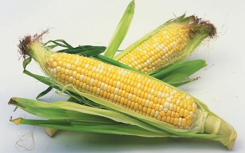 玉米成熟季 选购有要点